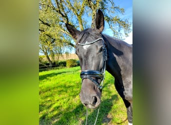 Bayerisches warmbloed, Merrie, 4 Jaar, 167 cm, Zwartbruin