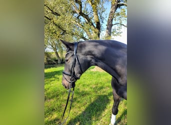 Bayerisches warmbloed, Merrie, 4 Jaar, 167 cm, Zwartbruin