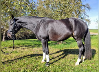 Bayerisches warmbloed, Merrie, 4 Jaar, 167 cm, Zwartbruin