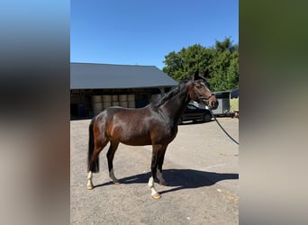 Bayerisches warmbloed, Merrie, 5 Jaar, 158 cm, Bruin