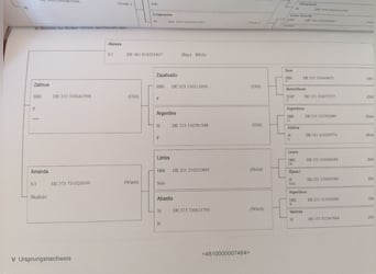 Bayerisches warmbloed, Merrie, 5 Jaar, 165 cm, kan schimmel zijn