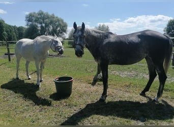 Bayerisches warmbloed, Merrie, 5 Jaar, 165 cm, kan schimmel zijn