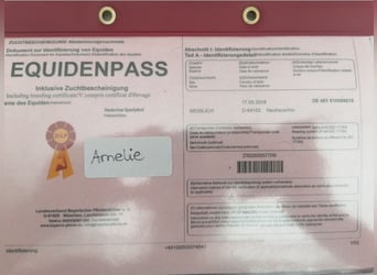 Bayerisches warmbloed, Merrie, 5 Jaar, 165 cm, kan schimmel zijn