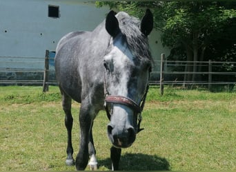 Bayerisches warmbloed, Merrie, 5 Jaar, 165 cm, kan schimmel zijn