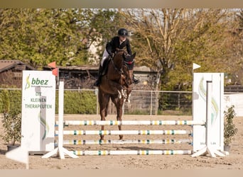 Bayerisches warmbloed, Merrie, 5 Jaar, 166 cm, Donkere-vos