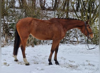 Bayerisches warmbloed, Merrie, 5 Jaar, 169 cm, Bruin
