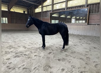 Bayerisches warmbloed, Merrie, 5 Jaar, 170 cm, Zwartbruin