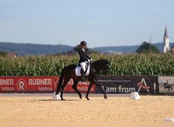 Bayerisches warmbloed, Merrie, 6 Jaar, 163 cm, Zwartbruin