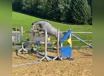 Bayerisches warmbloed, Merrie, 6 Jaar, 164 cm, Schimmel