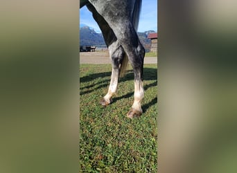 Bayerisches warmbloed, Merrie, 6 Jaar, 164 cm, Schimmel