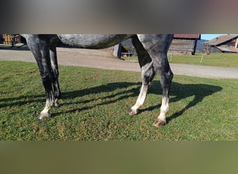 Bayerisches warmbloed, Merrie, 6 Jaar, 164 cm, Schimmel