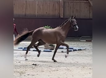 Bayerisches warmbloed, Merrie, 6 Jaar, 167 cm, Vos