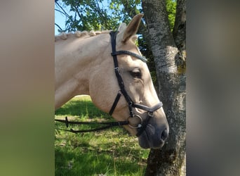 Bayerisches warmbloed, Merrie, 6 Jaar, 170 cm, Palomino