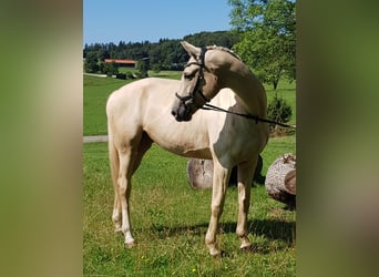 Bayerisches warmbloed, Merrie, 6 Jaar, 170 cm, Palomino