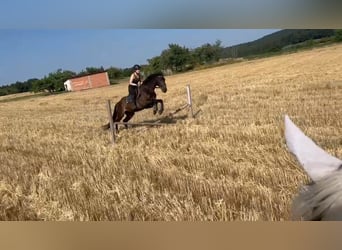 Bayerisches warmbloed Mix, Merrie, 7 Jaar, 164 cm
