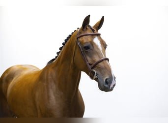 Bayerisches warmbloed, Merrie, 7 Jaar, 165 cm, Bruin