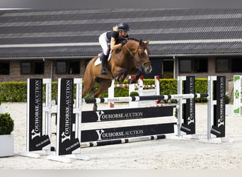 Bayerisches warmbloed, Merrie, 7 Jaar, 165 cm, Bruin