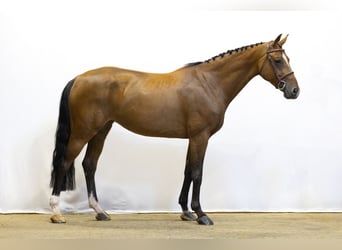 Bayerisches warmbloed, Merrie, 7 Jaar, 165 cm, Bruin