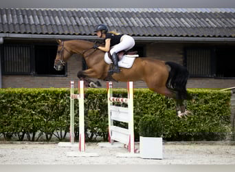 Bayerisches warmbloed, Merrie, 7 Jaar, 165 cm, Bruin