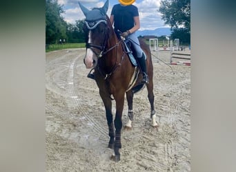 Bayerisches warmbloed, Merrie, 8 Jaar, 168 cm, Brauner