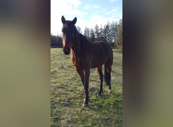 Bayerisches warmbloed, Merrie, 8 Jaar, 169 cm, Bruin