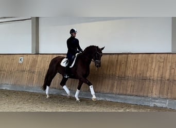 Bayerisches warmbloed, Merrie, 8 Jaar, Vos