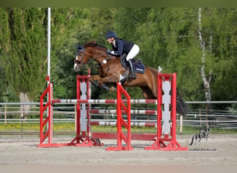Bayerisches warmbloed, Merrie, 9 Jaar, 168 cm, Vos
