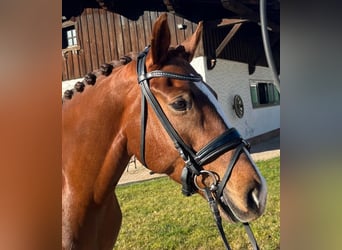 Bayerisches warmbloed, Merrie, 9 Jaar, 168 cm, Vos