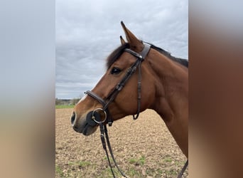 Bayerisches warmbloed, Merrie, 9 Jaar, 169 cm, Bruin