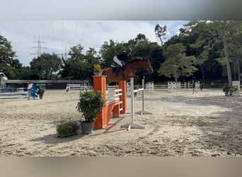 Bayerisches warmbloed, Merrie, 9 Jaar, 169 cm, Bruin