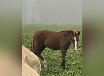 Bayerisches warmbloed, Merrie, Veulen (04/2025), 170 cm, Donkere-vos