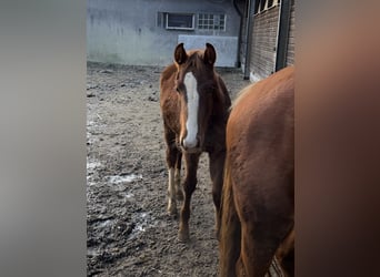 Bayerisches warmbloed, Merrie, Veulen (04/2025), 170 cm, Donkere-vos