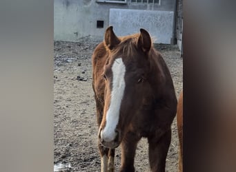 Bayerisches warmbloed, Merrie, Veulen (04/2025), 170 cm, Donkere-vos