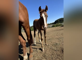 Bayerisches warmbloed, Merrie, Veulen (05/2025), 170 cm, Donkere-vos