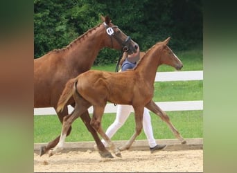 Bayerisches warmbloed, Merrie, veulen (04/2023)