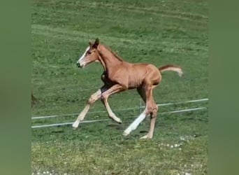 Bayerisches warmbloed, Merrie, veulen (04/2023)