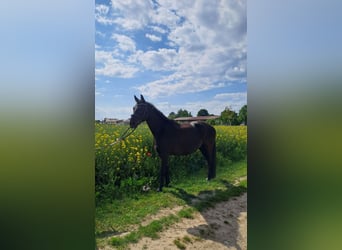 Bayerisches warmbloed, Ruin, 10 Jaar, 165 cm, Zwartbruin