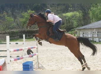 Bayerisches warmbloed, Ruin, 11 Jaar, 163 cm, Bruin