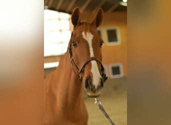 Bayerisches warmbloed, Ruin, 11 Jaar, 165 cm, Vos