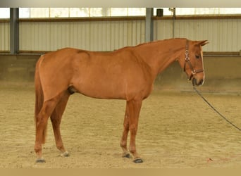Bayerisches warmbloed, Ruin, 11 Jaar, 165 cm, Vos