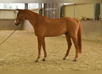 Bayerisches warmbloed, Ruin, 11 Jaar, 165 cm, Vos