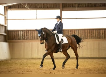 Bayerisches warmbloed, Ruin, 11 Jaar, 179 cm, Bruin