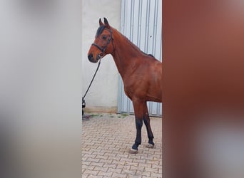 Bayerisches warmbloed, Ruin, 12 Jaar, 162 cm, Bruin