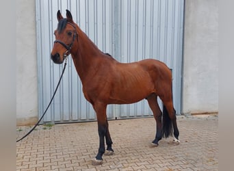 Bayerisches warmbloed, Ruin, 12 Jaar, 162 cm, Bruin