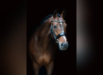 Bayerisches warmbloed, Ruin, 12 Jaar, 166 cm, Bruin