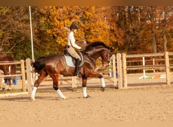 Bayerisches warmbloed, Ruin, 12 Jaar, 166 cm, Bruin