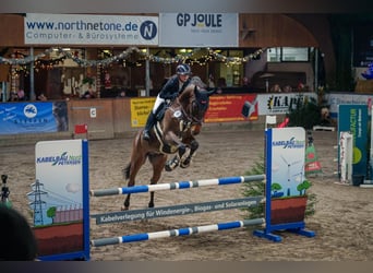 Bayerisches warmbloed, Ruin, 12 Jaar, 170 cm, Bruin