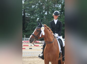 Bayerisches warmbloed, Ruin, 12 Jaar, 170 cm, Vos