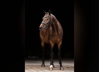 Bayerisches warmbloed, Ruin, 13 Jaar, 159 cm, Donkerbruin