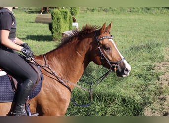 Bayerisches warmbloed, Ruin, 13 Jaar, 163 cm, Vos